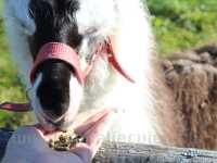 Children and young people with special needs at Mini Zoo