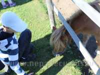 Children and young people with special needs at Mini Zoo