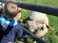 Children and young people with special needs at Mini Zoo