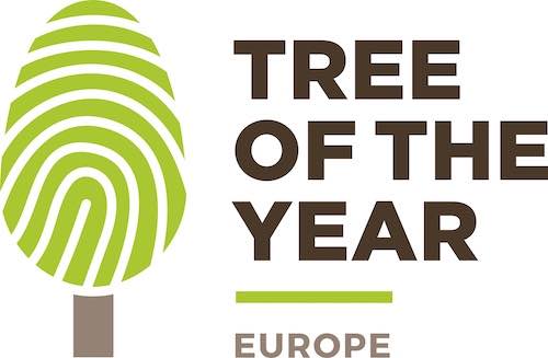 Eiropas valstu konkursā “Eiropas Gada koks 2022” arī Latvijas koks - Aģes dižozols
