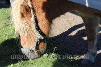 Bērni un Jaunieši ar īpašām vajadzībām Mini Zoo