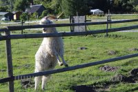 Bērni un Jaunieši ar īpašām vajadzībām Mini Zoo