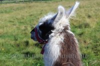 Bērni un Jaunieši ar īpašām vajadzībām Mini Zoo