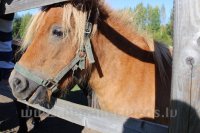 Bērni un Jaunieši ar īpašām vajadzībām Mini Zoo