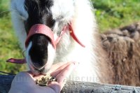 Bērni un Jaunieši ar īpašām vajadzībām Mini Zoo