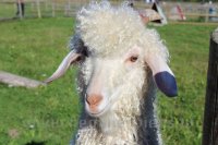 Bērni un Jaunieši ar īpašām vajadzībām Mini Zoo